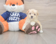 8 week old Maltipoo Puppy For Sale - Windy City Pups