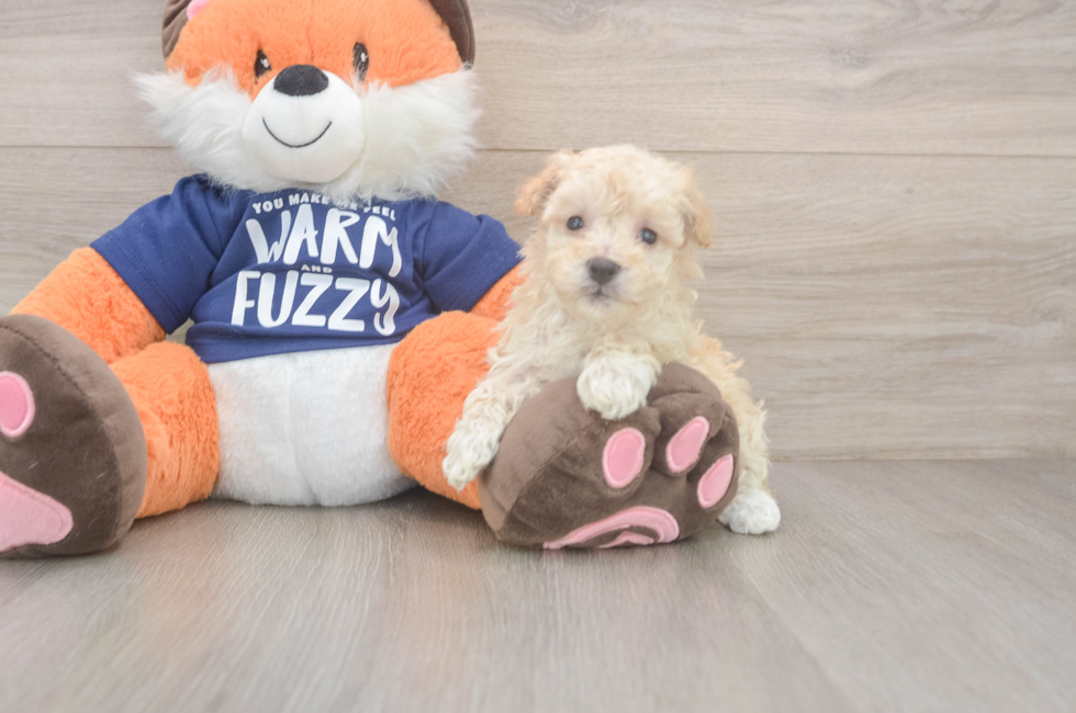 8 week old Maltipoo Puppy For Sale - Windy City Pups