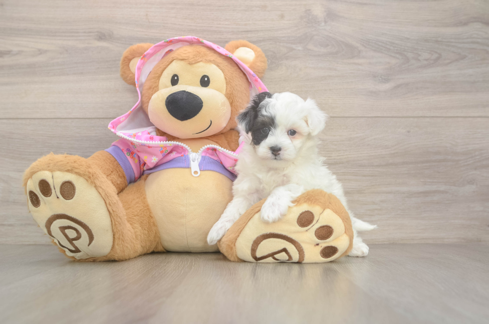 5 week old Maltipoo Puppy For Sale - Windy City Pups