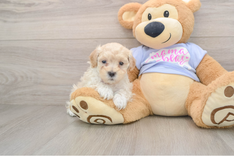 Maltipoo Pup Being Cute