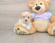 9 week old Maltipoo Puppy For Sale - Windy City Pups