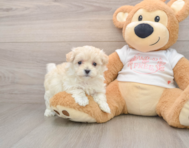 8 week old Maltipoo Puppy For Sale - Windy City Pups