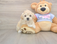 7 week old Maltipoo Puppy For Sale - Windy City Pups