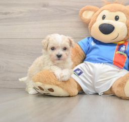 6 week old Maltipoo Puppy For Sale - Windy City Pups