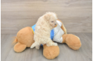 Adorable Moodle Poodle Mix Puppy