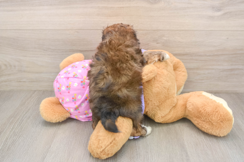Playful Multipoo Poodle Mix Puppy