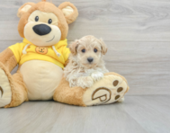 8 week old Maltipoo Puppy For Sale - Windy City Pups
