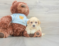 8 week old Maltipoo Puppy For Sale - Windy City Pups