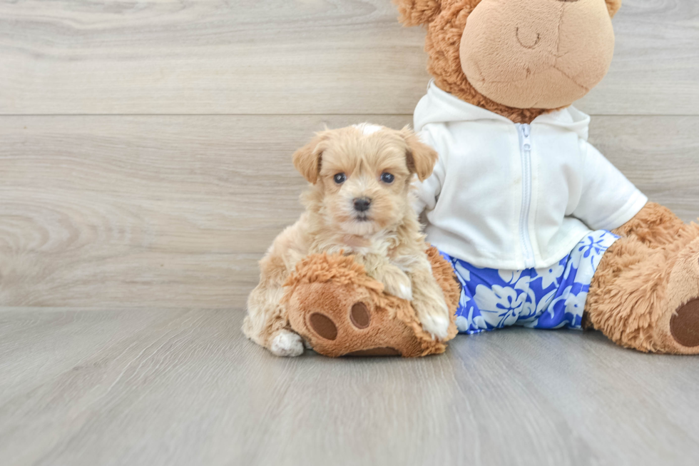 Smart Maltipoo Poodle Mix Pup