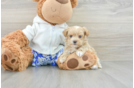 Maltipoo Puppy for Adoption