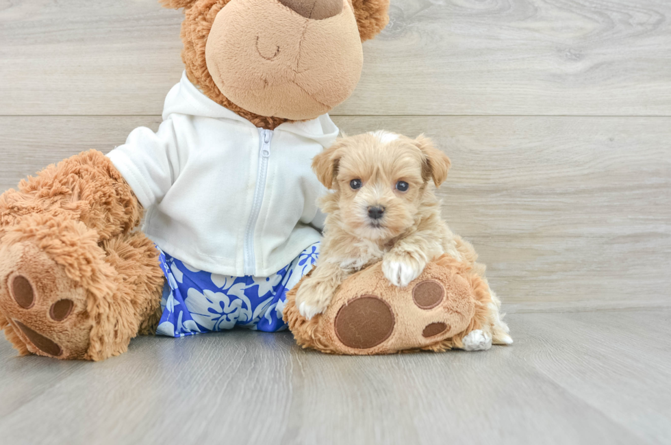 6 week old Maltipoo Puppy For Sale - Windy City Pups