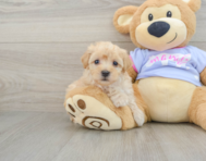 8 week old Maltipoo Puppy For Sale - Windy City Pups