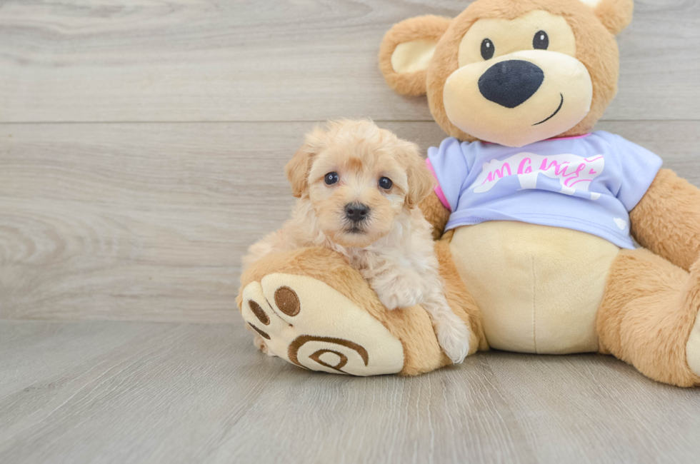 8 week old Maltipoo Puppy For Sale - Windy City Pups