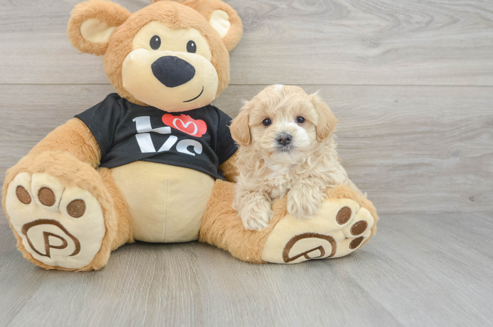5 week old Maltipoo Puppy For Sale - Windy City Pups