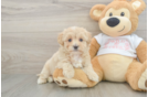 Best Maltipoo Baby