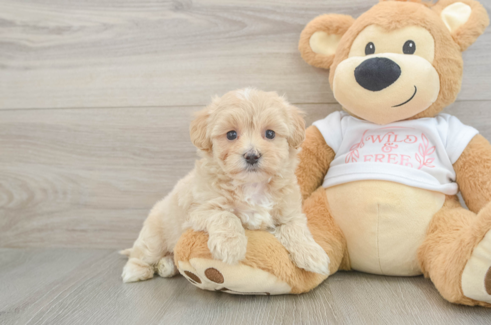 5 week old Maltipoo Puppy For Sale - Windy City Pups