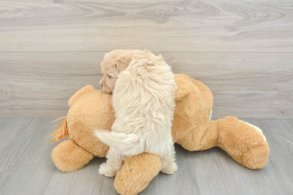 Best Maltipoo Baby