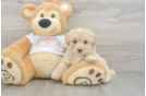Best Maltipoo Baby