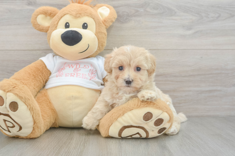 Best Maltipoo Baby