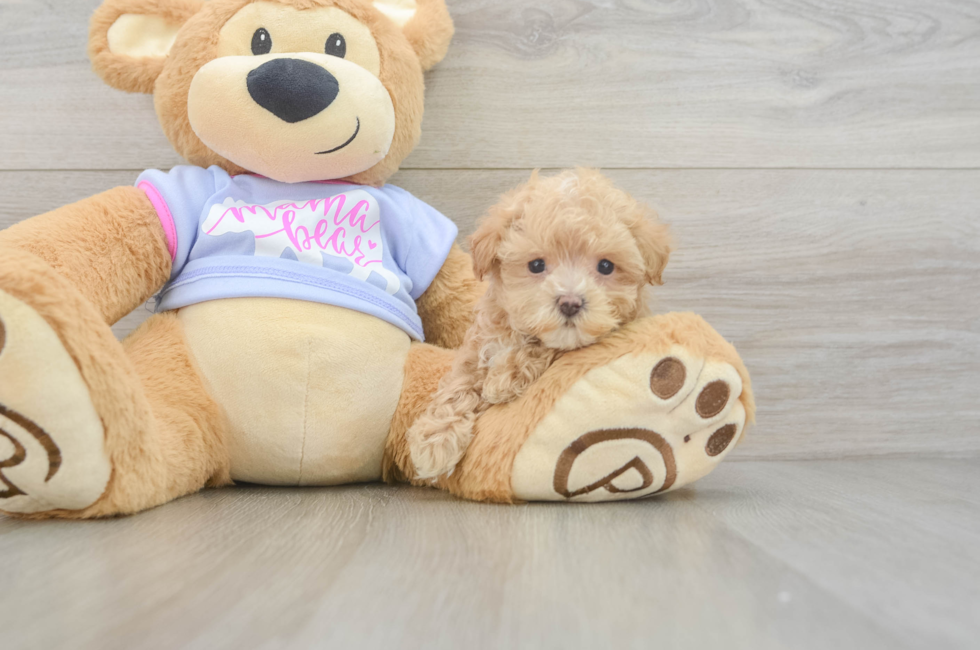6 week old Maltipoo Puppy For Sale - Windy City Pups