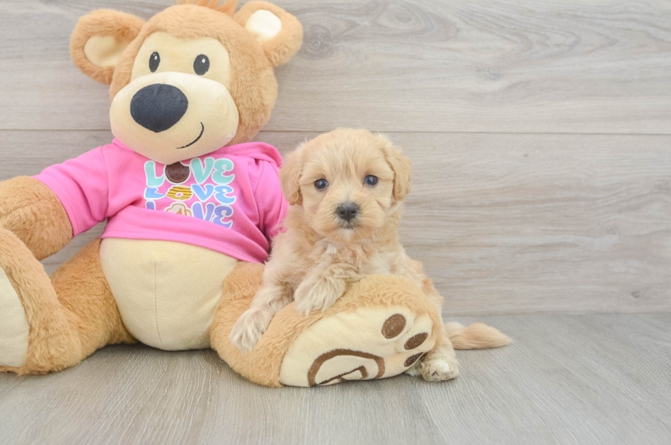 6 week old Maltipoo Puppy For Sale - Windy City Pups