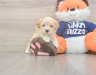 8 week old Maltipoo Puppy For Sale - Windy City Pups