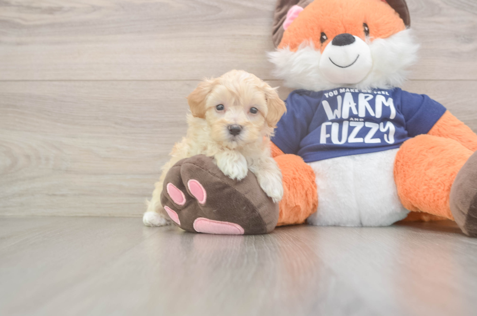 8 week old Maltipoo Puppy For Sale - Windy City Pups