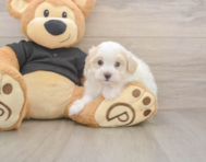 8 week old Maltipoo Puppy For Sale - Windy City Pups