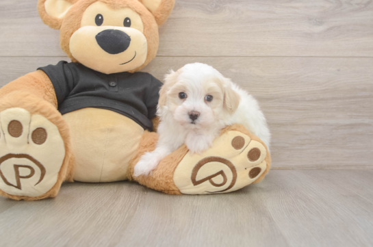 5 week old Maltipoo Puppy For Sale - Windy City Pups Energetic Malt Oodle Poodle Mix Puppy