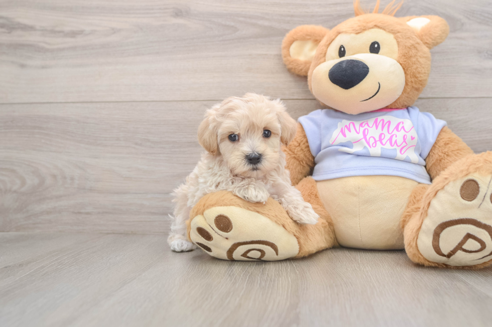 Best Maltipoo Baby