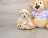 9 week old Maltipoo Puppy For Sale - Windy City Pups