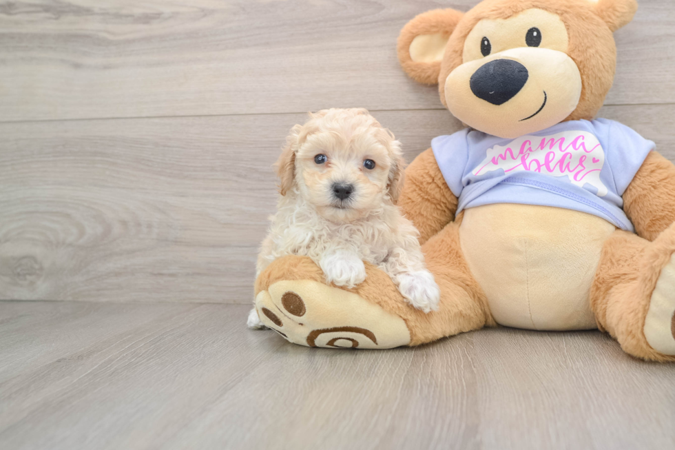 Energetic Maltidoodle Poodle Mix Puppy