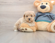 8 week old Maltipoo Puppy For Sale - Windy City Pups