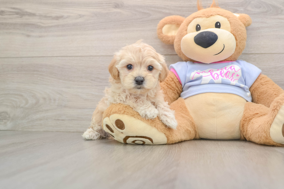 Maltipoo Puppy for Adoption