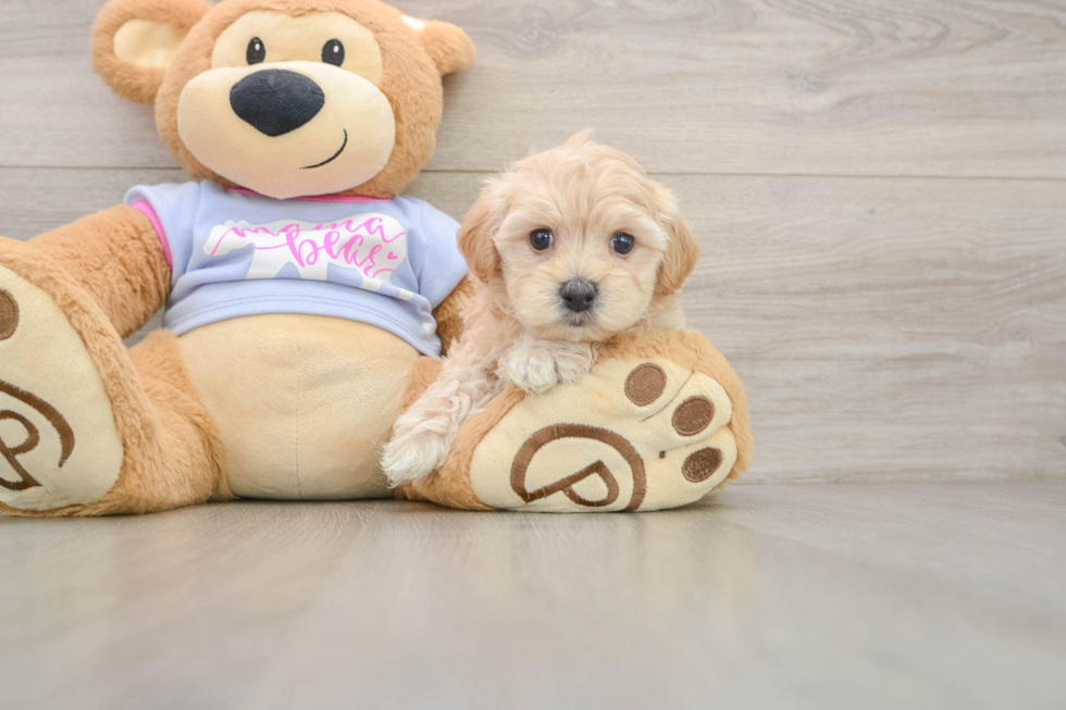 Best Maltipoo Baby