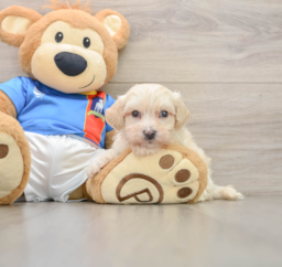 6 week old Maltipoo Puppy For Sale - Windy City Pups