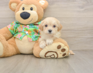 8 week old Maltipoo Puppy For Sale - Windy City Pups