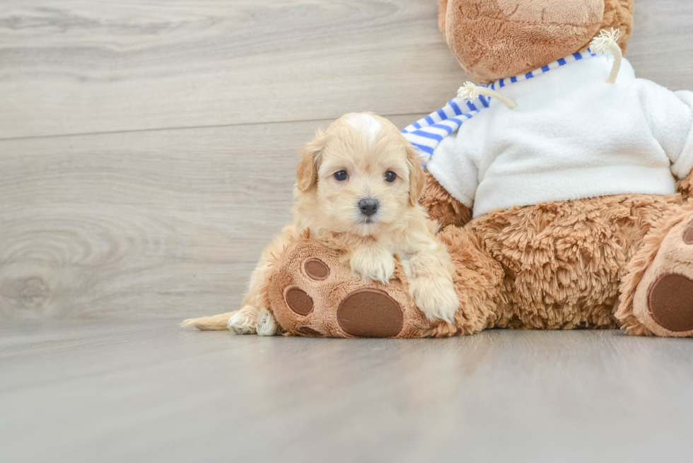 Sweet Maltipoo Baby