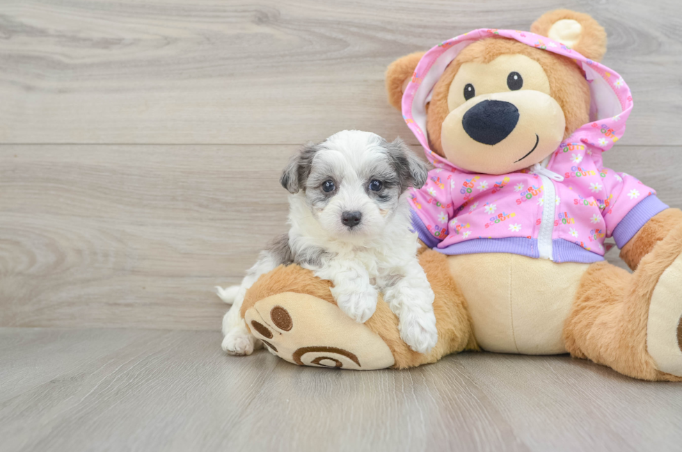 6 week old Maltipoo Puppy For Sale - Windy City Pups