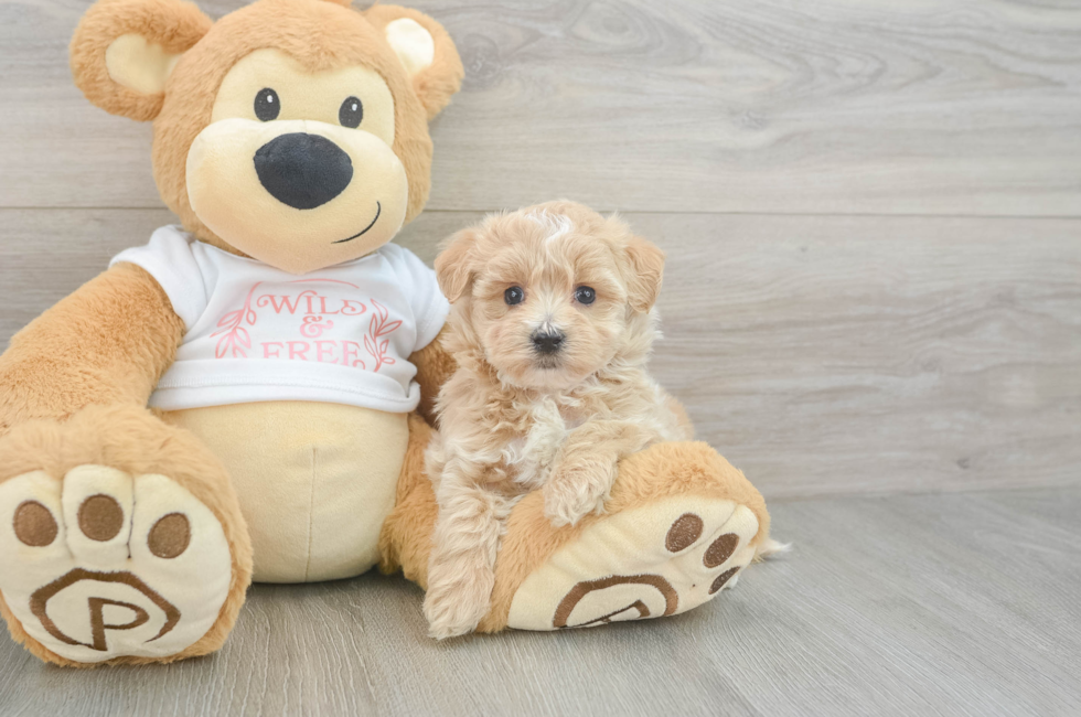 5 week old Maltipoo Puppy For Sale - Windy City Pups