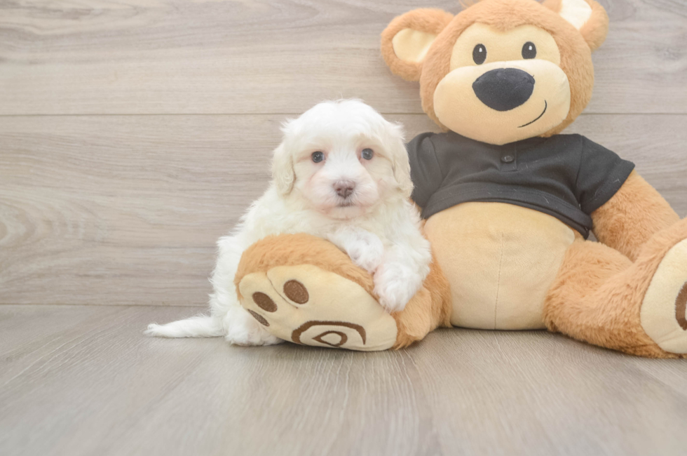 5 week old Maltipoo Puppy For Sale - Windy City Pups