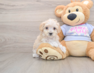 8 week old Maltipoo Puppy For Sale - Windy City Pups