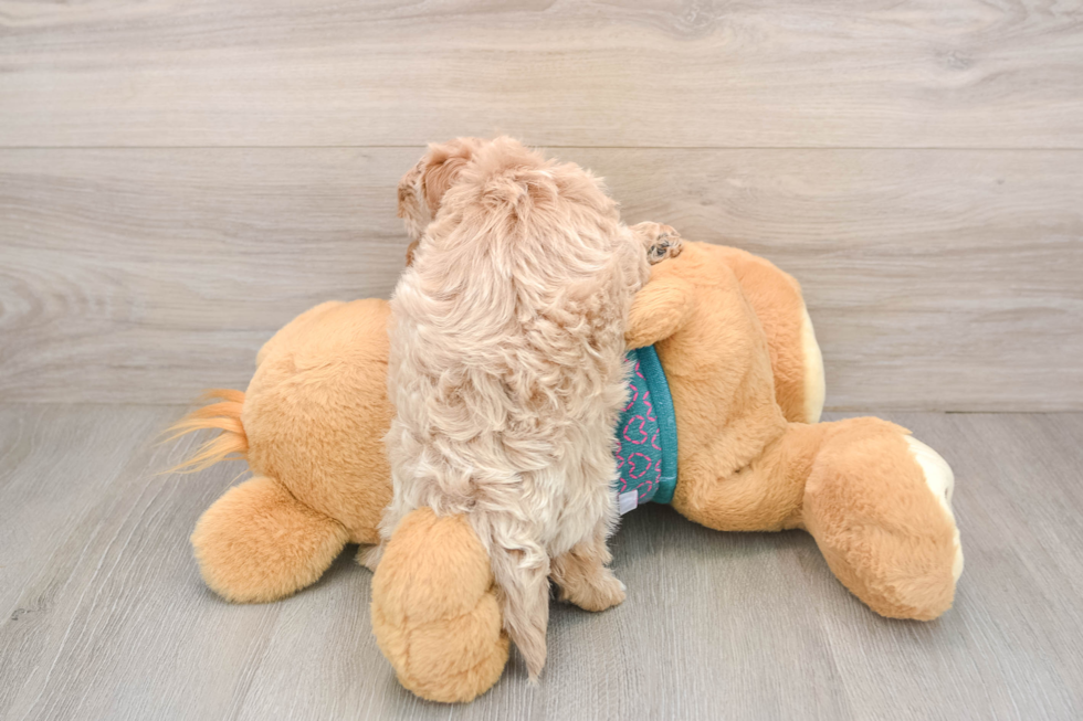 Petite Maltipoo Poodle Mix Pup