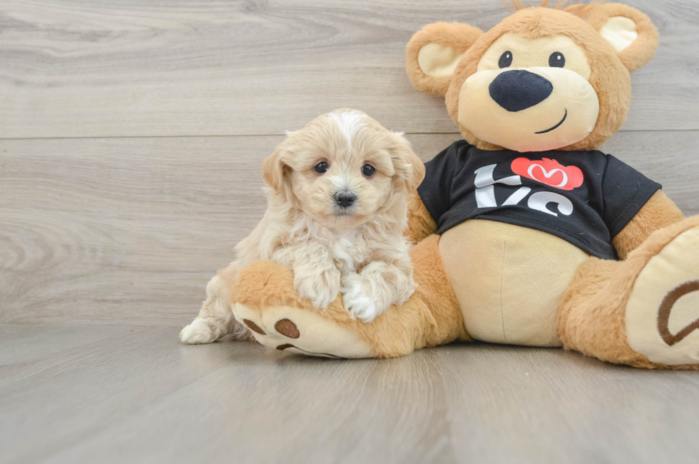 5 week old Maltipoo Puppy For Sale - Windy City Pups