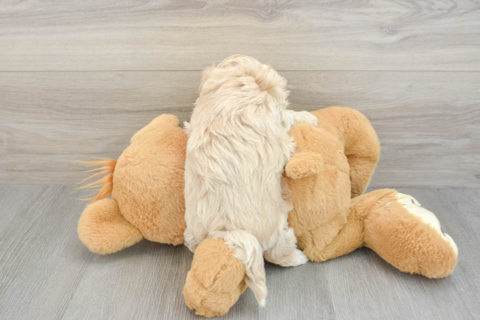 Maltipoo Puppy for Adoption