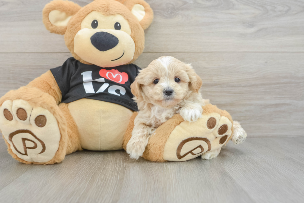 Adorable Malt Oodle Poodle Mix Puppy