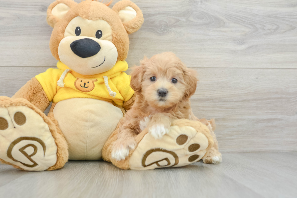 Friendly Maltipoo Baby