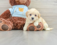 8 week old Maltipoo Puppy For Sale - Windy City Pups