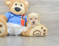 8 week old Maltipoo Puppy For Sale - Windy City Pups