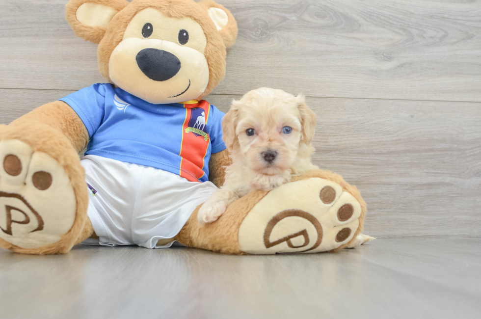 5 week old Maltipoo Puppy For Sale - Windy City Pups